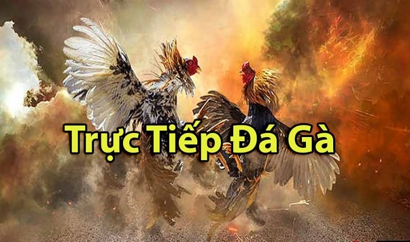 https://www.yaco.pw/tim-hieu-ve-da-ga-thomo-campuchia/
